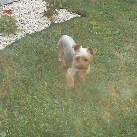 Utulny Privat Csemi Апартаменты *